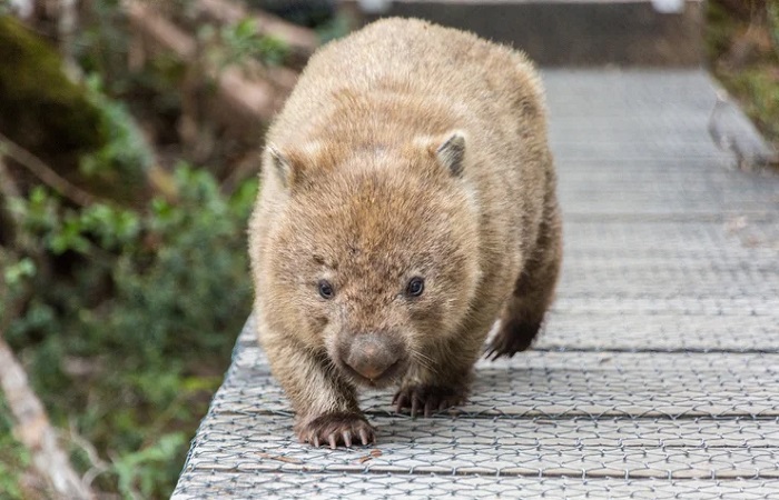 澳洲.塔斯馬尼亞12日袋熊Wombat